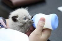 #AbrilLaranjaPet: proteção e cuidado dos animais é tema de Audiência Pública no Parlamento
